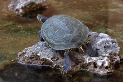 Close-up of turtle in water