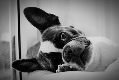 Close-up of french bulldog relaxing at home