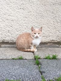 Portrait of cat sitting on footpath