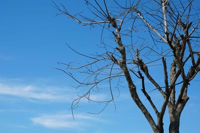 Low angle view of bare tree against blue sky