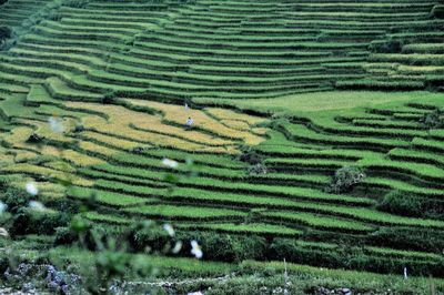 Full frame shot of rice paddy