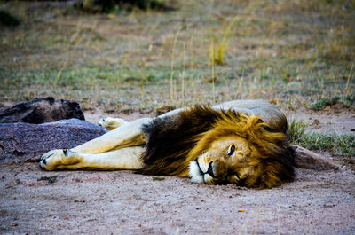 Cat lying on a land