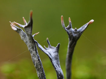 Close-up of dead plant on land