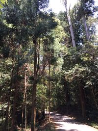 Trees in forest