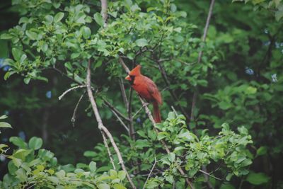 Bird perching on a tree