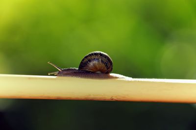 Close-up of snail on stem