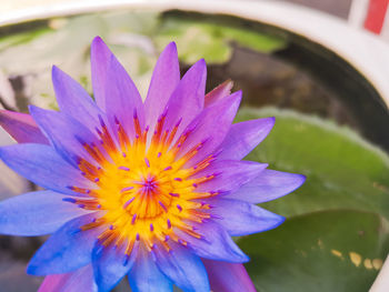 Close-up of purple water lily