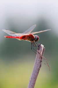 Close-up of dragonfly on plant