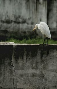 Bird perching on tree trunk