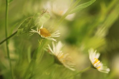Close-up of flower