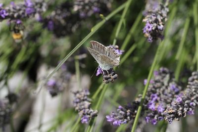 Close-up of butterfly on purple flower