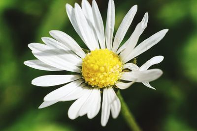 Close-up of white daisy flower