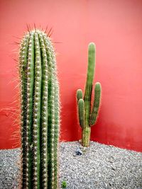 Close-up of cactus plant against red wall