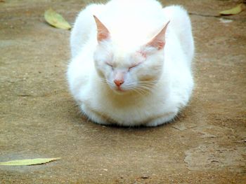 Close-up of cat sitting outdoors