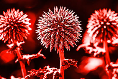 Close-up of red flowers