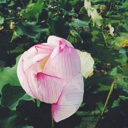 Close-up of pink flower blooming outdoors