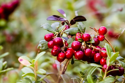 Close-up of red berries, lingonberries, in natural environment