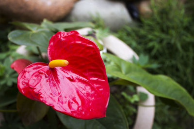 Close-up of red hibiscus blooming outdoors