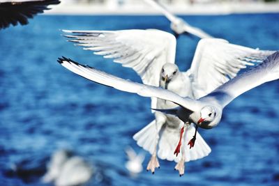 Seagulls over the baltic sea in gdynia poland