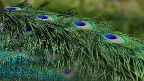 Close-up of peacock