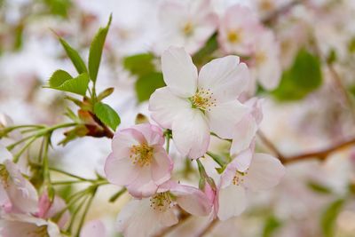 Close-up of pink cherry blossoms