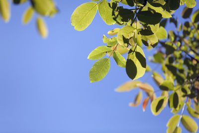 Low angle view of tree against clear blue sky