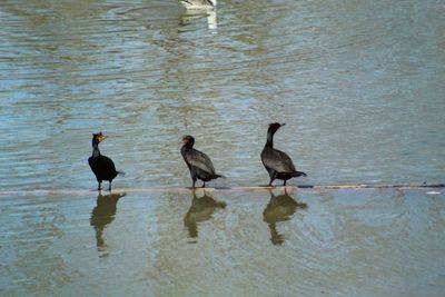 High angle view of birds in lake