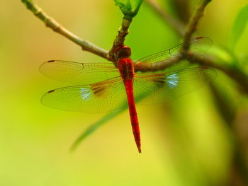 Close-up of dragonfly on twig