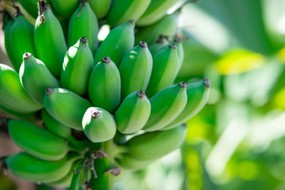 Close-up of fruits growing on tree