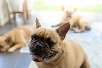 Close-up of dog