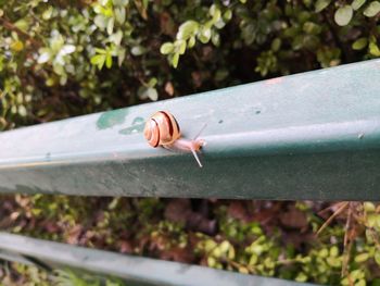 Close-up of snail on metal railing