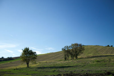 Scenic view of agricultural field against clear blue sky