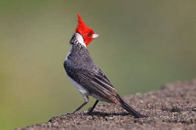 Close-up of bird perching