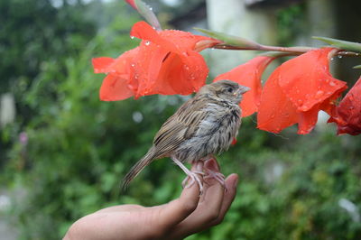 Close-up of bird perching on hand by wet flowers