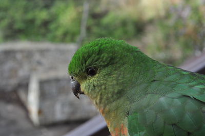 Close-up of parrot