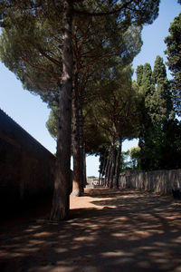 Trees in park against sky