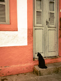 Cat looking through window of building