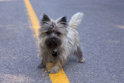 Portrait of dog standing on road