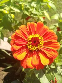 Close-up of orange daisy blooming outdoors