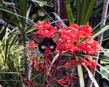 Close-up of red flowers