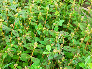 High angle view of green leaves on plant