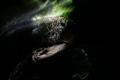 Close-up of an animal skull over black background