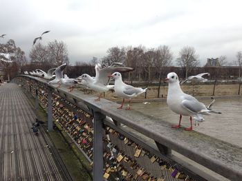 Flock of seagulls perching on pont des arts against sky