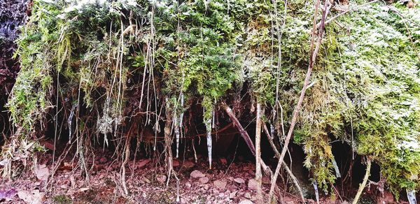 View of trees in forest