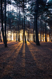 Trees in forest