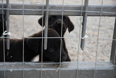 Portrait of dog in cage