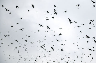 Low angle view of birds flying against sky