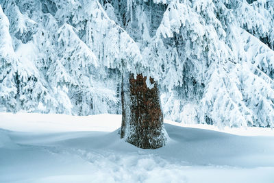 Pine tree in snow covered forest
