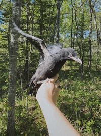 Hand holding a bird in a forest