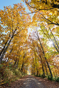 Footpath amidst trees in forest during autumn